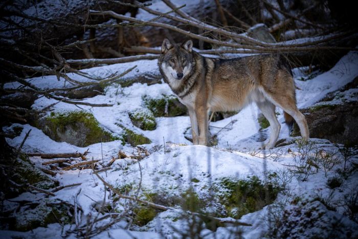 Genetic Breakthroughs That Made Dire Wolf Revival Possible
